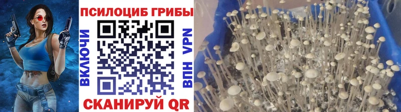 Псилоцибиновые грибы прущие грибы как найти MEGA Семёнов